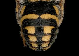   Anthidiellum notatum robersoni  male abdomen, photo: T. Brady 
